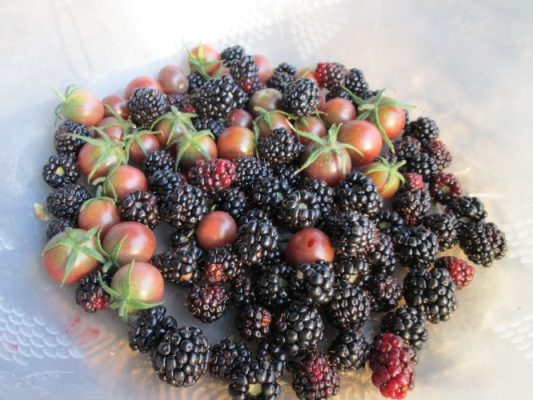 A bowl of fresh-picked blackberries and cherry tomatoes