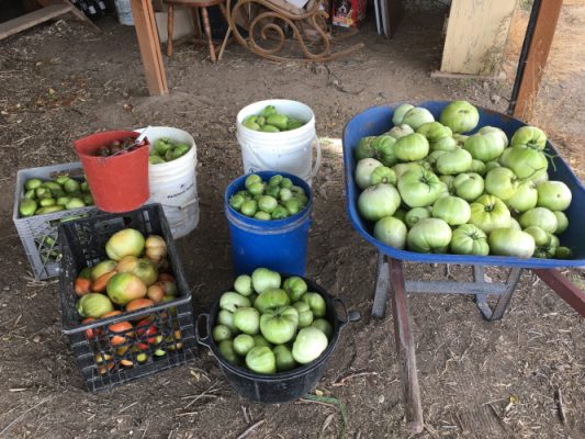 Crates, buckets and a wheelbarrow full of green tomatoes